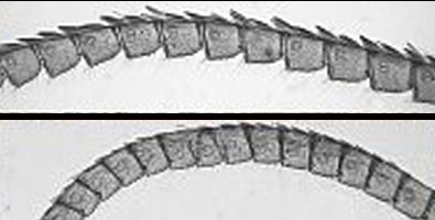 Thera obeliscata?....Thera cfr. variata (?)